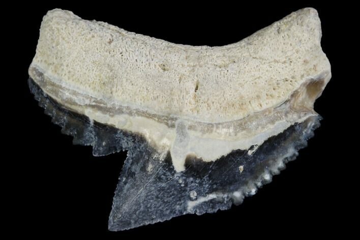 Fossil Tiger Shark Tooth - Bone Valley, Florida #113861
